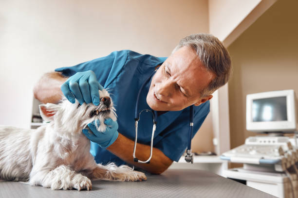 Best Walk-In Emergency Dentist in Fort Leonard Wood, MO